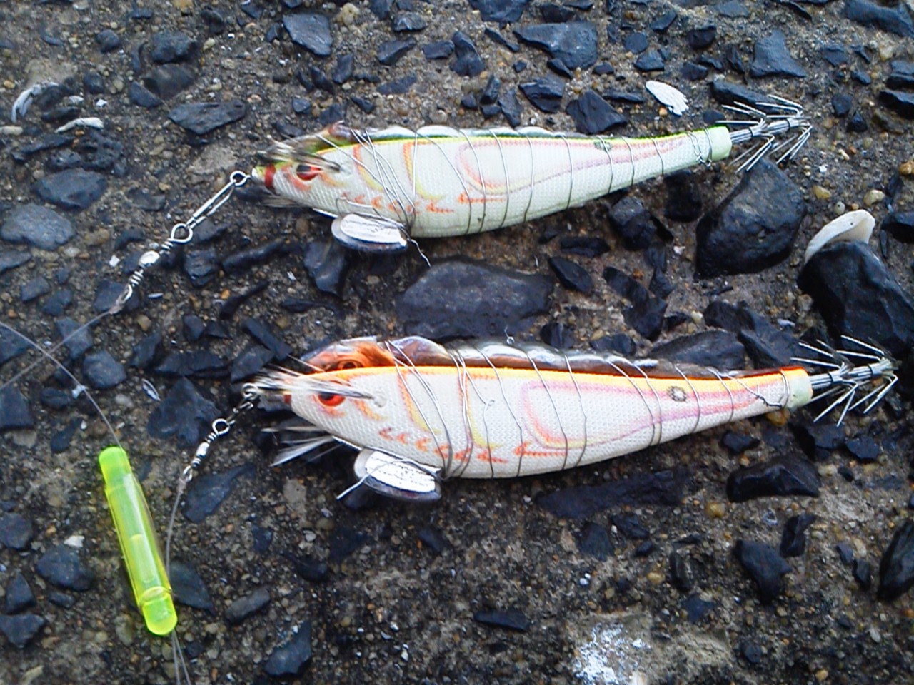 イカ祭り ダ 本日も釣り日和